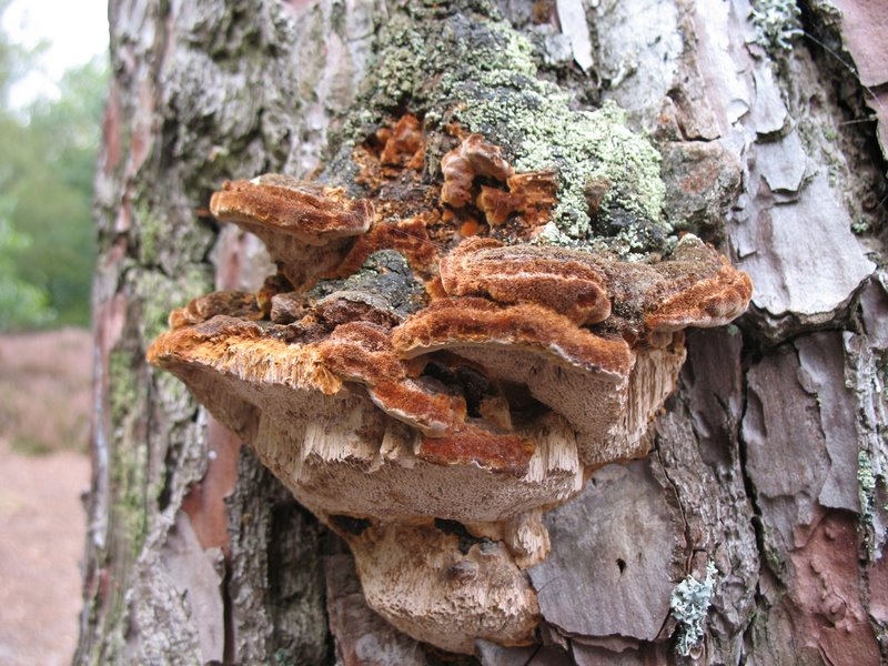 Phellinus pini2